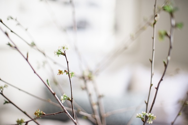 cherry blossom branches